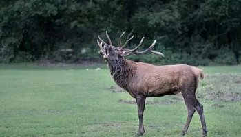 Звуки марала