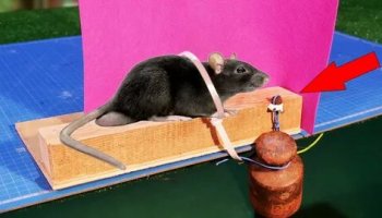 Звуки для отпугивания крыс и мышей