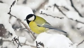 Звуки синицы