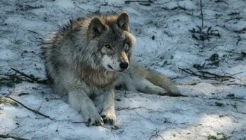 Звуки волка