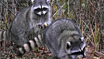 Звуки енотов