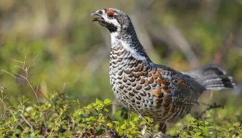 Звуки рябчика