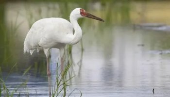 Звуки журавлей