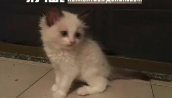 Звуки мемов