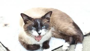 Звуки агрессивной кошки