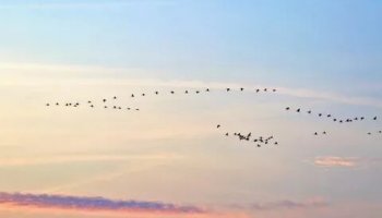 Звуки полета птиц