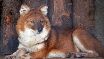 Звуки красного волка