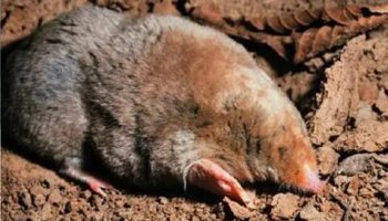 Звуки крота