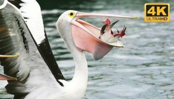 Звуки пеликана