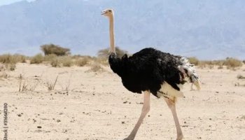 Звуки страуса