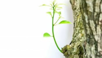 Звуки растущего дерева