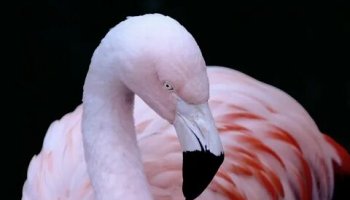 Звуки фламинго