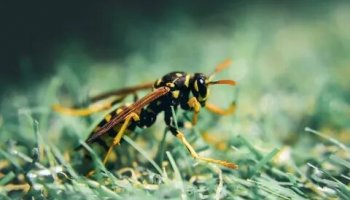 Звуки шершня